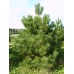 Сосна Черная австрийская Pinus nigra купить в алматы сосна черная цена доставка посадка питомник PLANTS